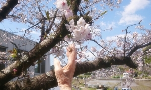 作業療法室です。平成最後のお花見です。