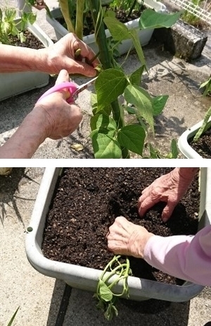 作業療法室です。収穫と植えつけ。