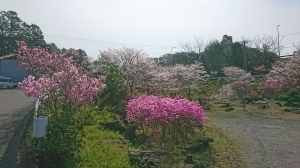 作業療法室です。2018年のお花見②