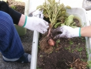 作業療法室です。収穫ですが。。